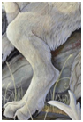Patte.png